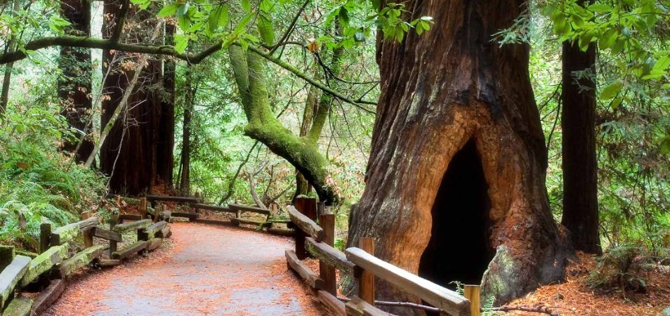 A path winding between two large red wood trees in the Muir Woods near San Francisco, California.