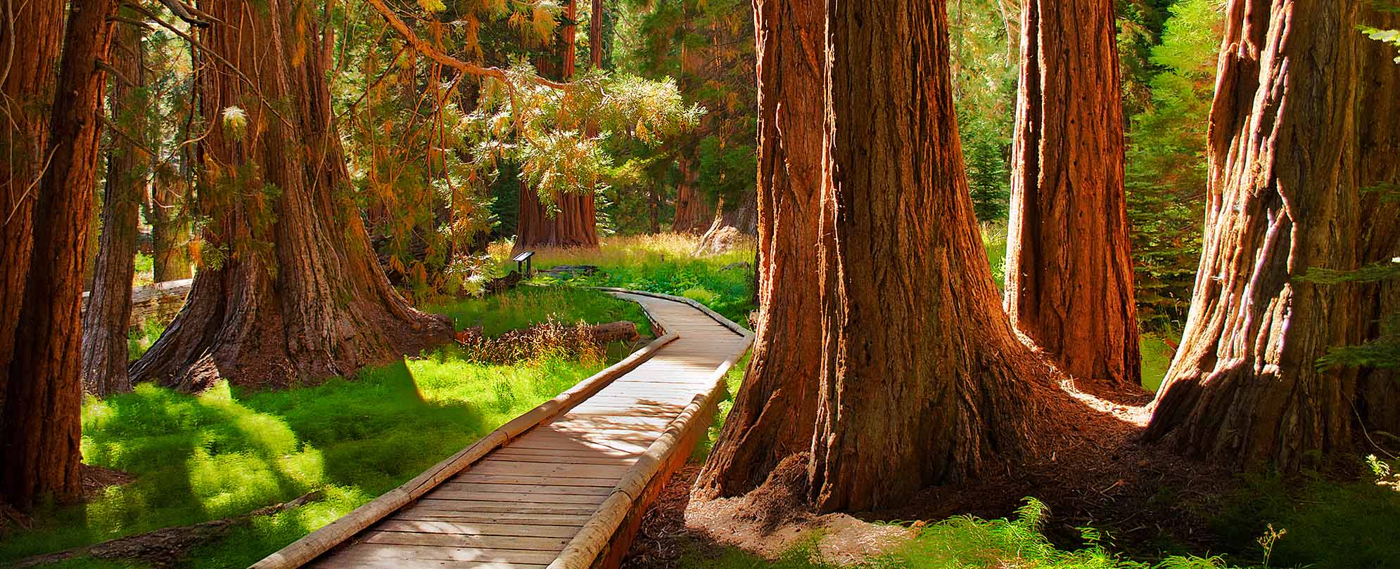 A wood walkway surrounded by large sequoia trees at Kings Canyon National Park, one of the most beautiful forests in America. 
