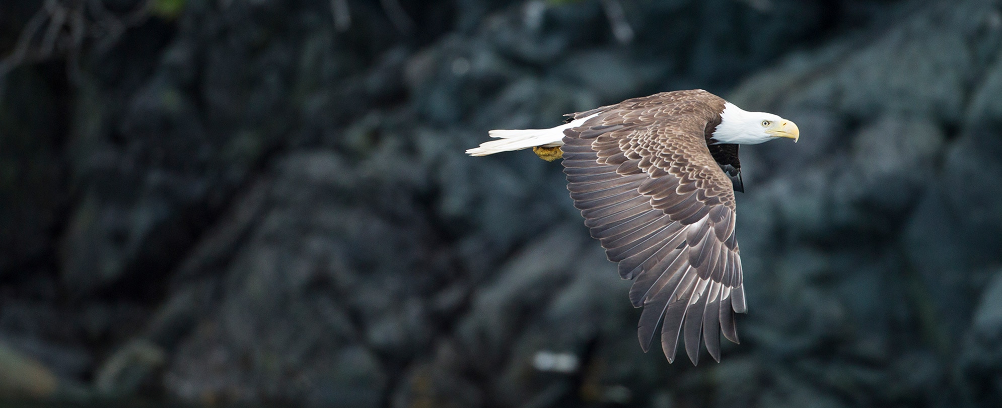 A bald eagle is flying with a rock mountain in the background.