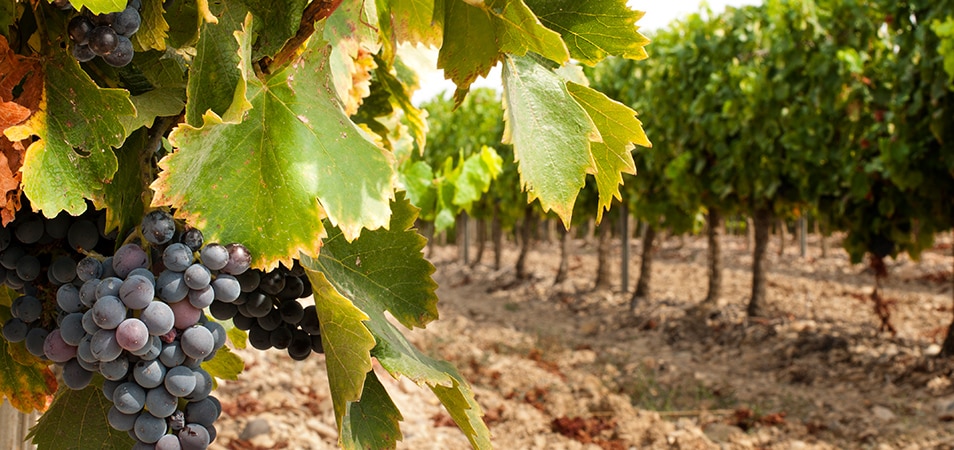 Bunches of red wine grapes growing in a vineyard  