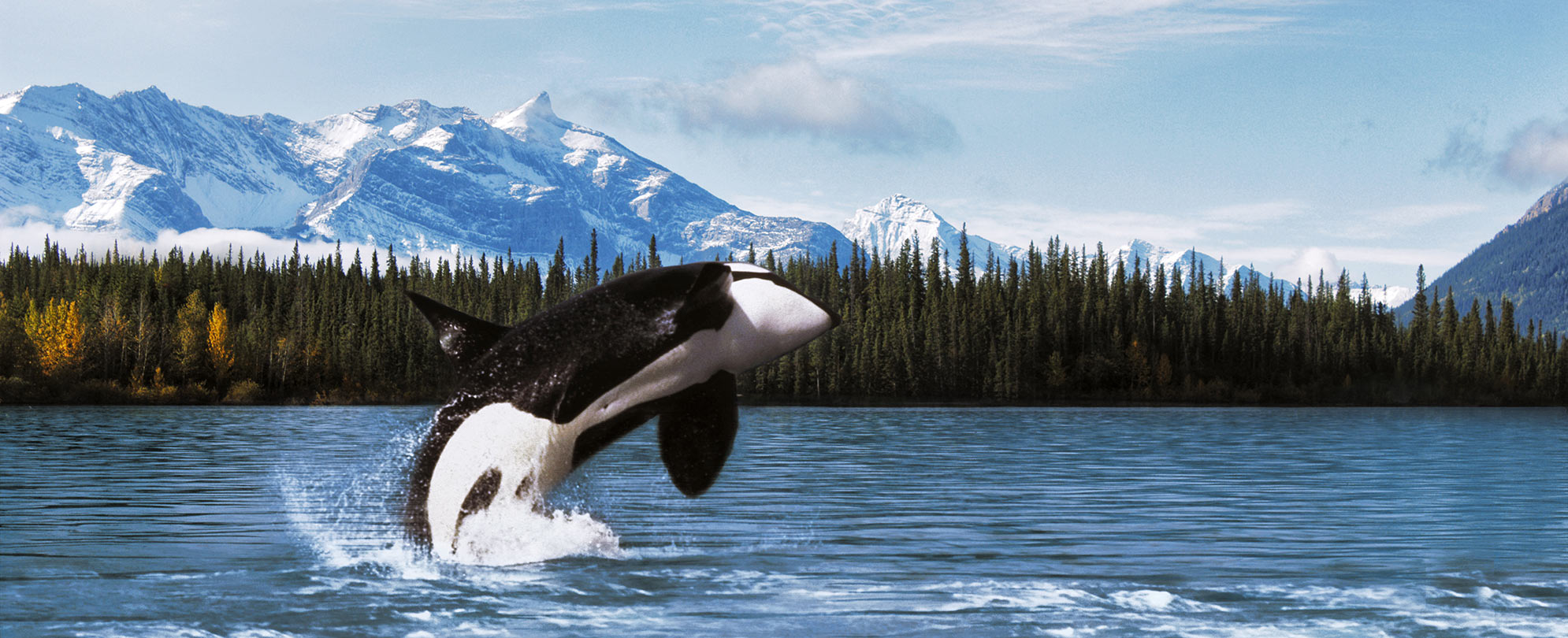 A killer whale jumping out of the water in Alaska, snow covered mountains and pine trees in the distance.