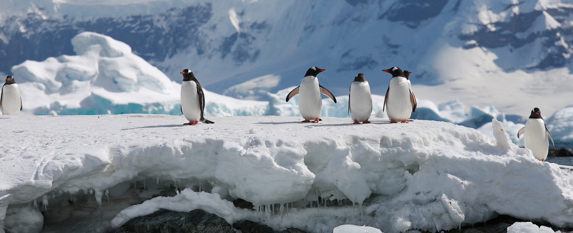 Penguins walking on glacier ice in Antartica on a Worldmark cruise.