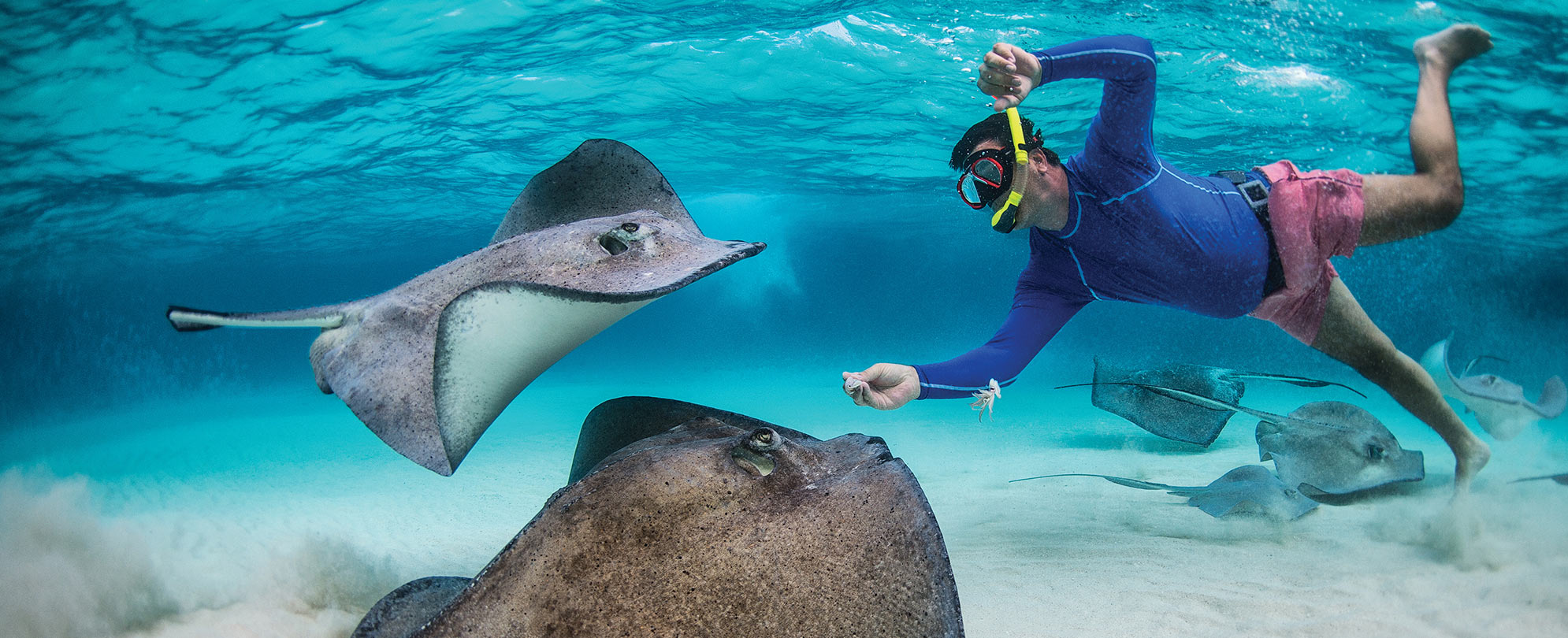 A man snorkling near several sting rays with WorldMark Western Caribbean cruises.