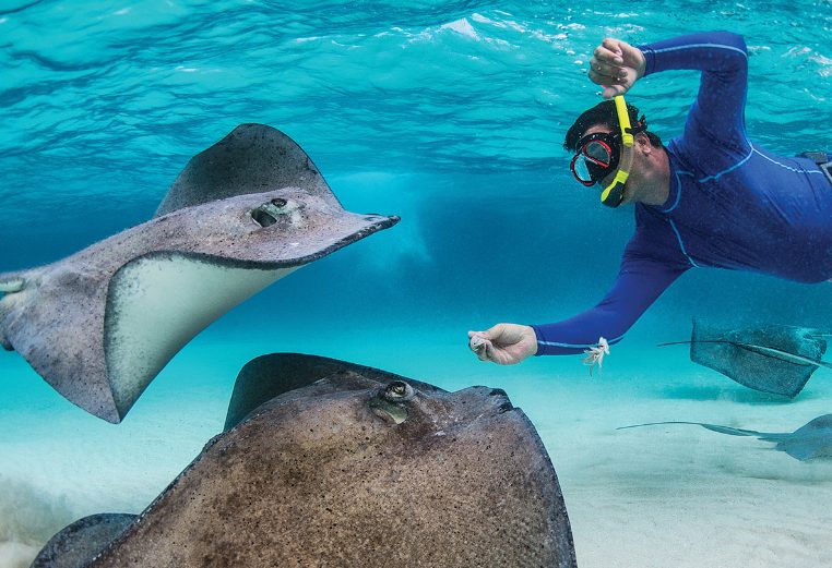 A man snorkling near several sting rays with WorldMark Western Caribbean cruises.