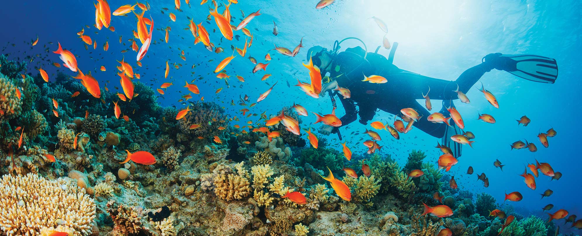 A man scuba diving with tropical fish in the Western Caribbean on a WorldMark cruise.