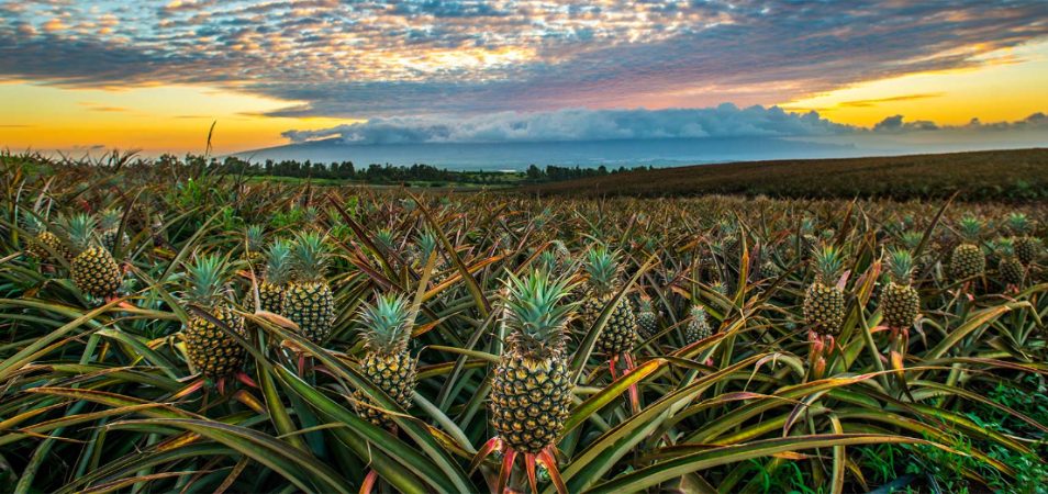 Pineapple sunset