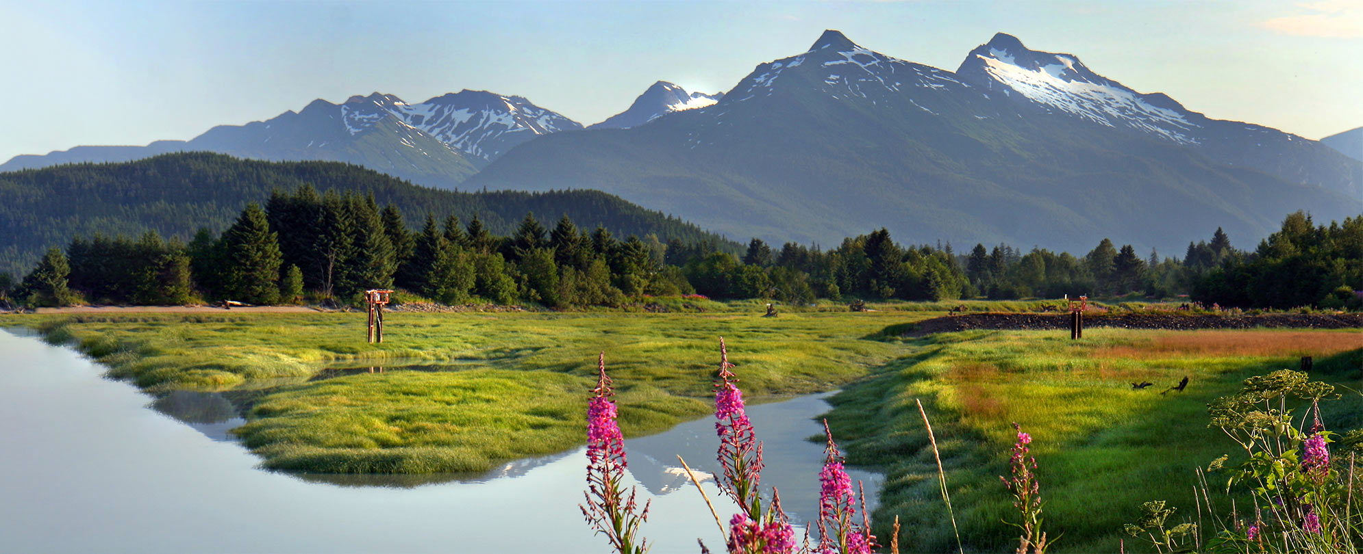 Field by a lake surrounded by flowers, pine trees, and snow covered mountains in Alaska.
