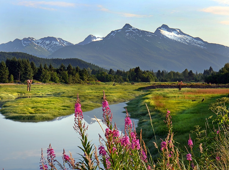 Field by a lake surrounded by flowers, pine trees, and snow covered mountains in Alaska.