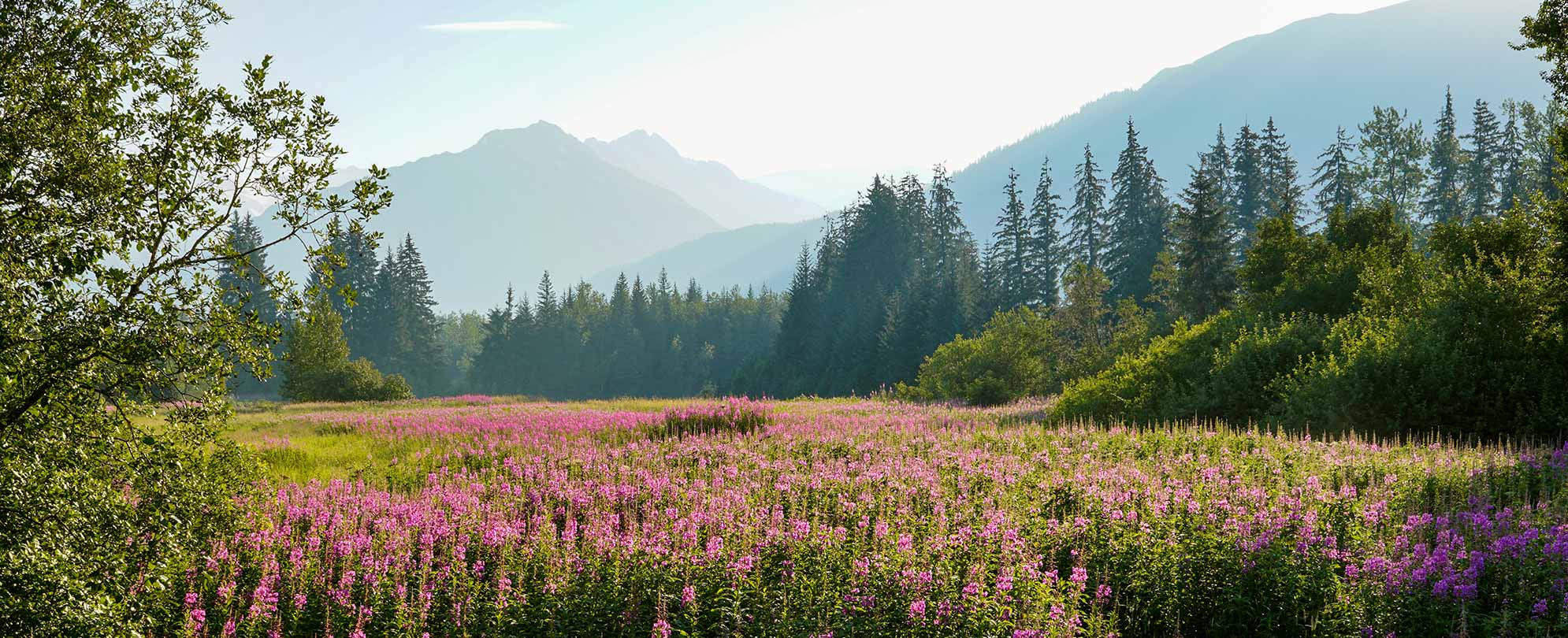 A large meadow filled with flowers and greenery surrounded by mountains and glistening sun.