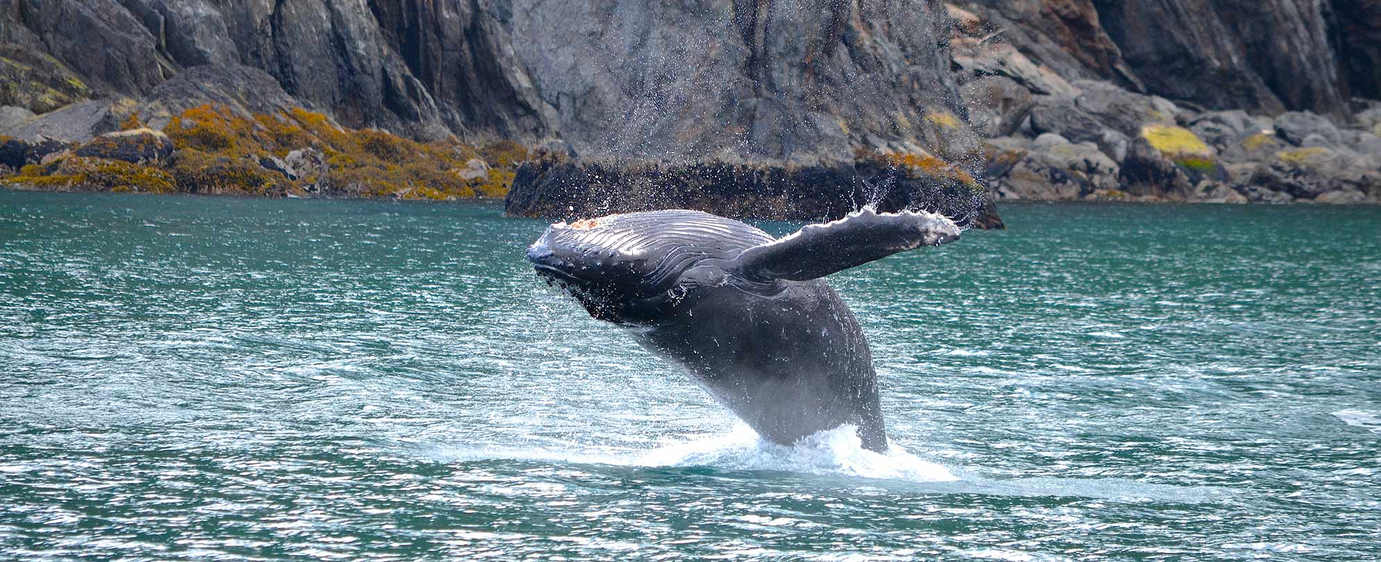 A humpback whale flipping out of the water in Alaska.