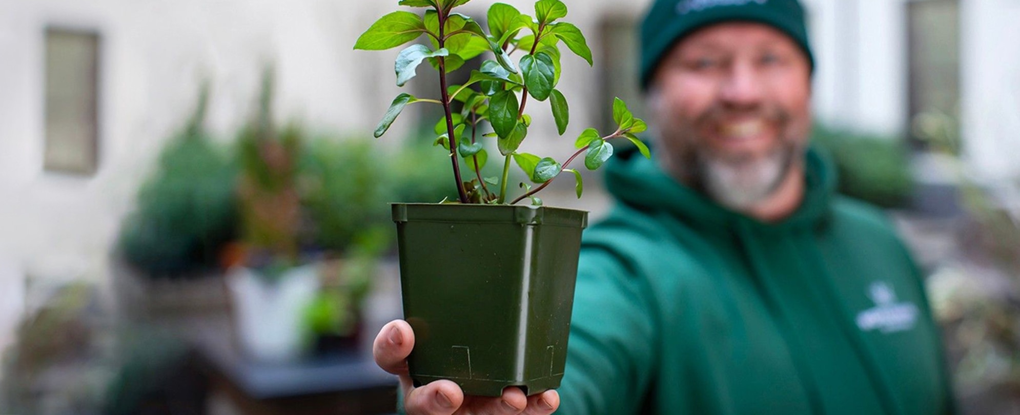 A man in a green hoodie and green hat holds up a small plant in a green plastic container close to the camera so the plant is in focus but he is out of focus.